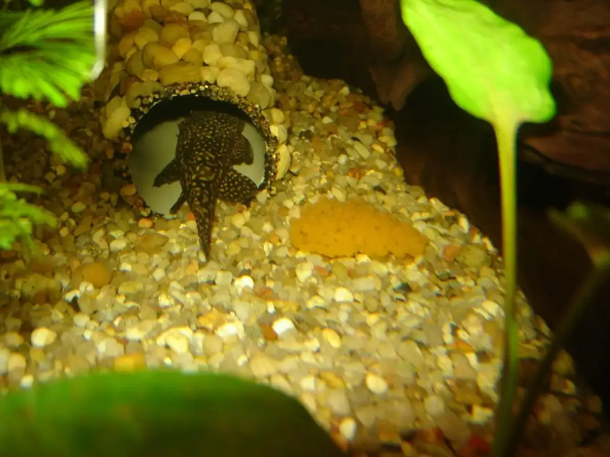 Glonojad "w ciąży"? Rozpoznaj ikrę i uniknij chorób!