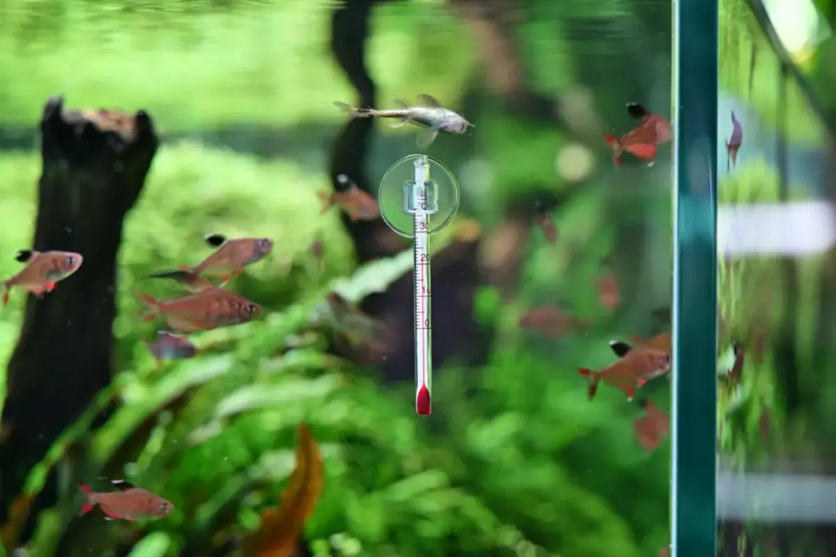 Termometr do ryb: Nigdy więcej suchej! Sekret soczystej ryby