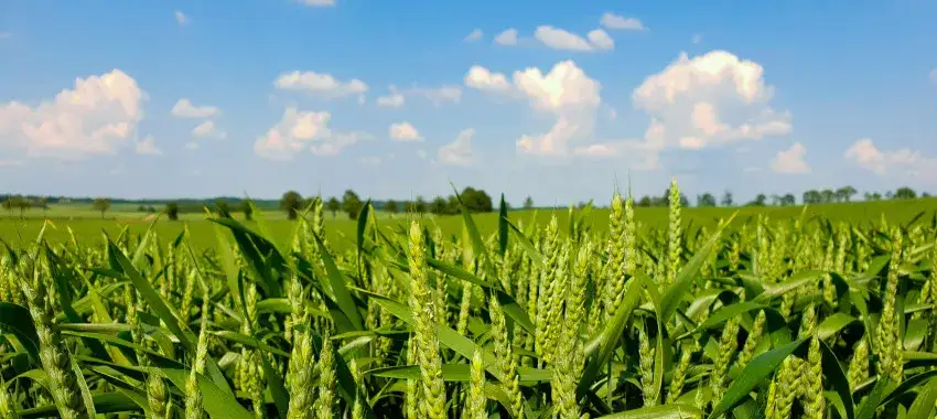 Jak wygląda zboże? Odkryj fascynujące cechy różnych gatunków