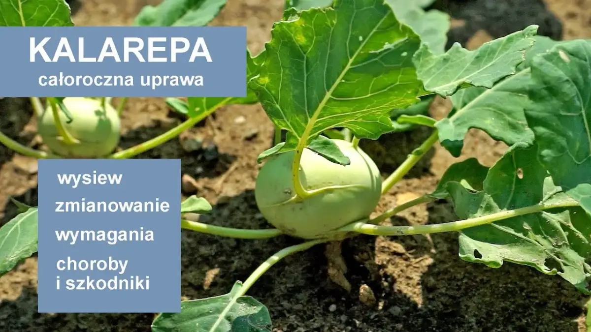 Kiedy kalarepa w sezonie? Od wiosny do jesieni uprawa i zbiory
