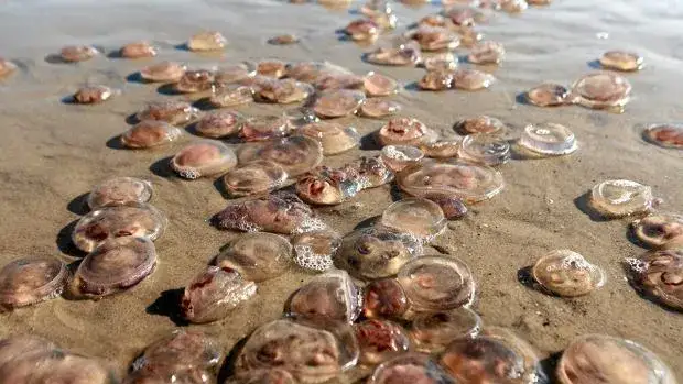 Czy meduzy w Bałtyku są groźne? Rozpoznaj i unikaj poparzeń!