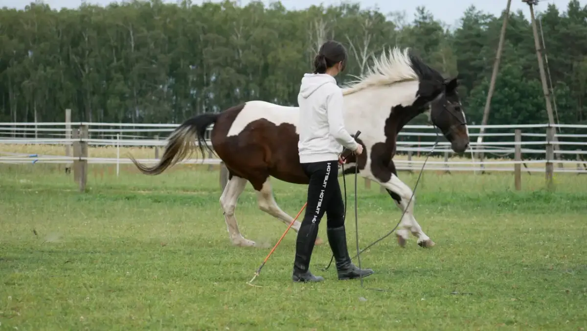Kopać się z koniem co to znaczy? Odkryj bezsensowność walki