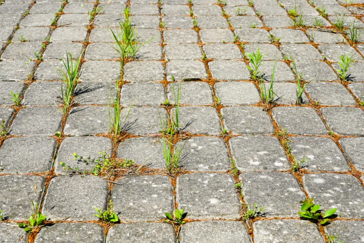 Skuteczne sposoby na to, czym usunąć trawę z chodnika bez chemii