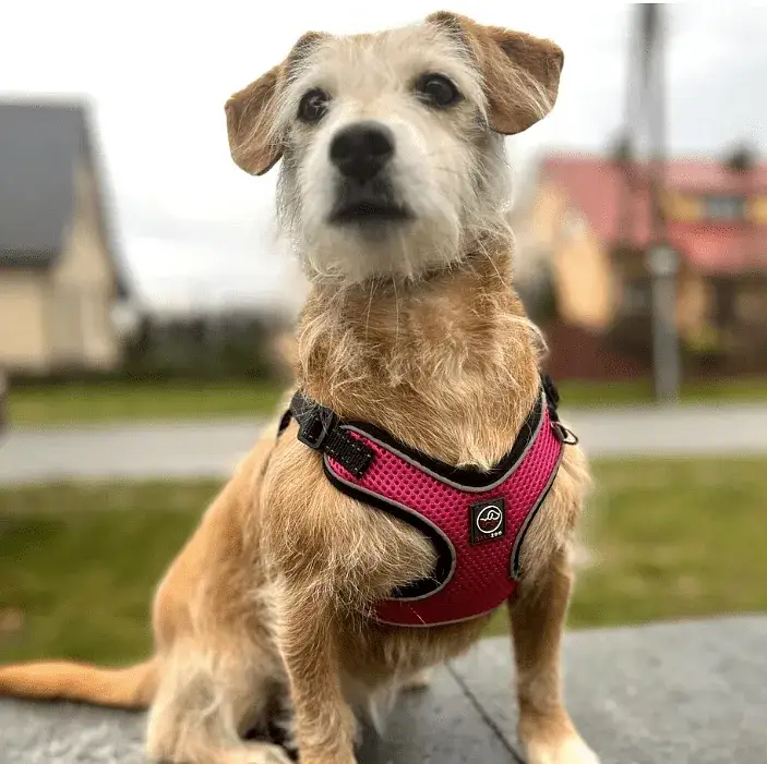 Jak zmierzyć szelki dla psa, aby uniknąć niewłaściwego dopasowania