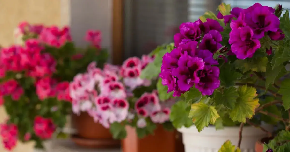 Anginka: Jak pielęgnować pelargonię pachnącą dla zdrowia i zapachu?