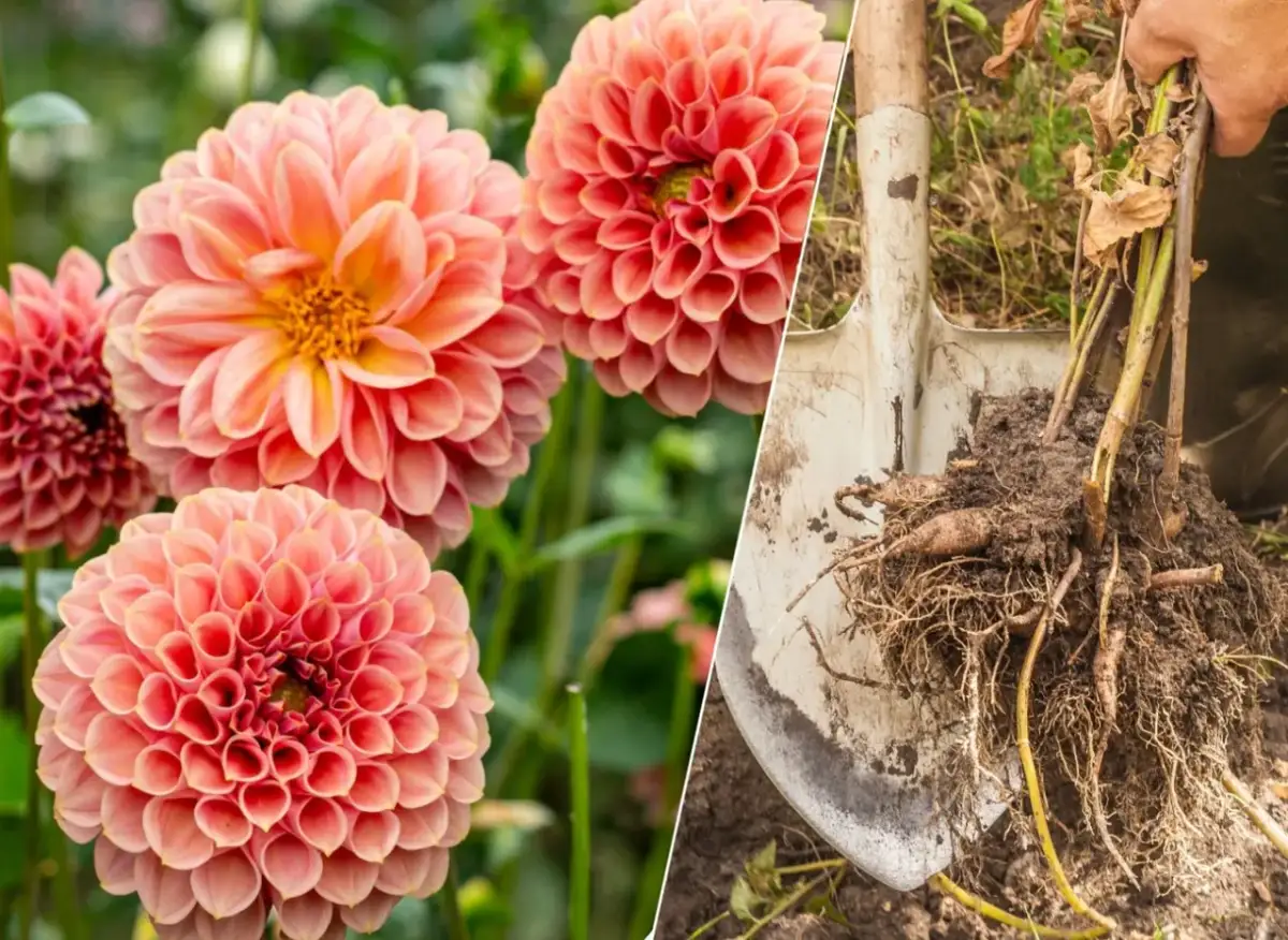 Jak sadzić dalie niskie - proste sposoby na piękne kwiaty w ogrodzie