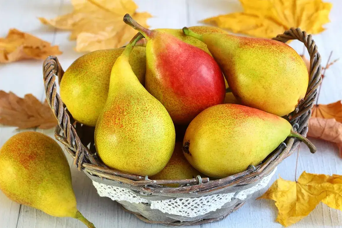 Czy pies może jeść gruszkę? Bezpieczeństwo i korzyści dla pupila