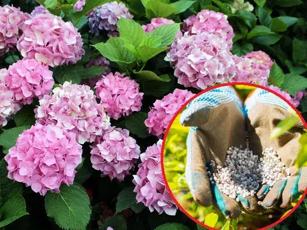 Jaki nawóz do hortensji? Odkryj najlepsze rozwiązania dla pięknych kwiatów