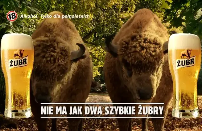 Żubr piwo ile procent - zaskakująca zawartość alkoholu, którą musisz znać