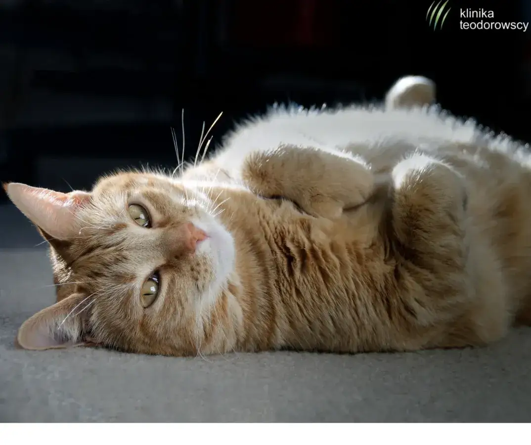 Ropomacicze u kotki objawy – nie bagatelizuj tych niebezpiecznych sygnałów