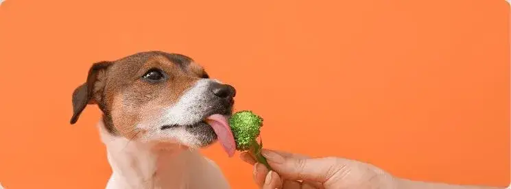 Czy pies może jeść brokuły? Korzyści, zagrożenia i bezpieczne porady dla właścicieli
