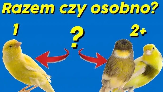 Jak odróżnić samca od samicy kanarka? Pewne metody i mity!