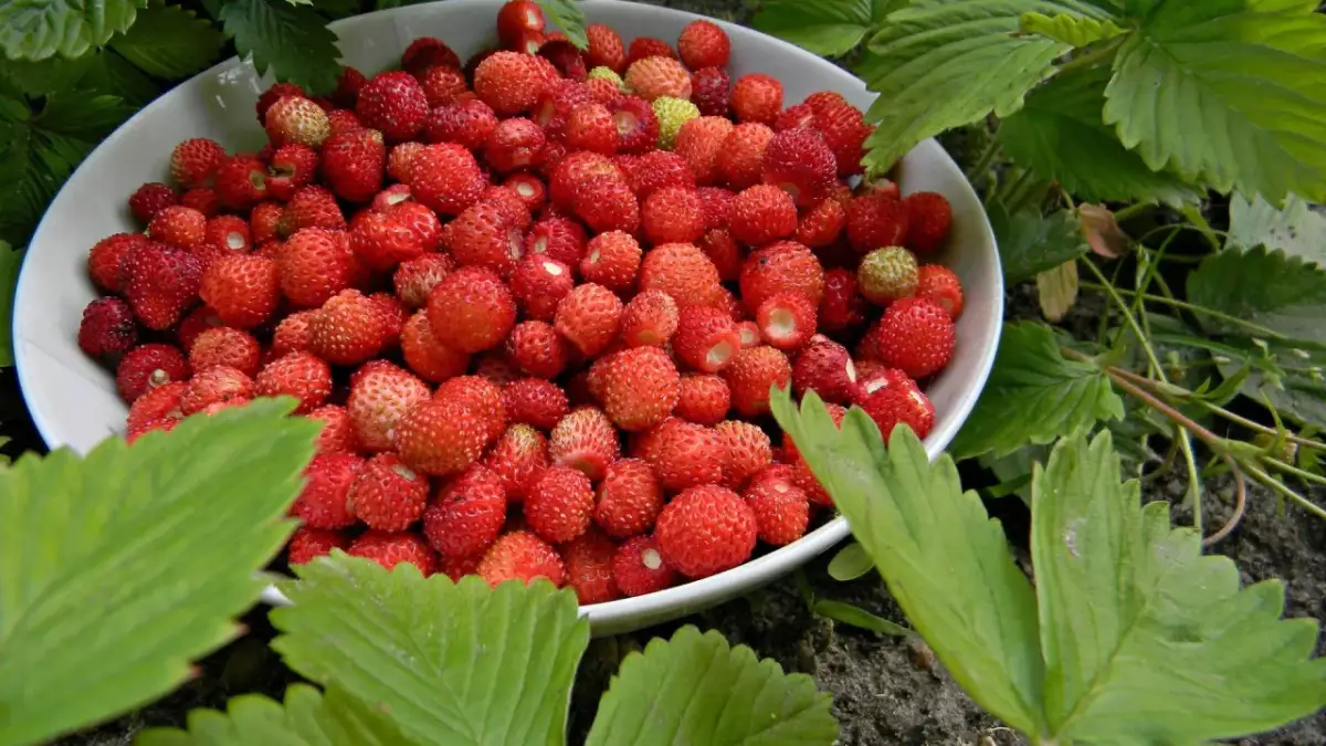 Jak sadzić poziomki w doniczce? Prosty przewodnik po obfitych zbiorach