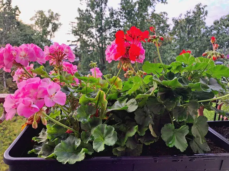 Jaki nawóz do pelargonii, aby zapewnić piękne kwitnienie i zdrowie?