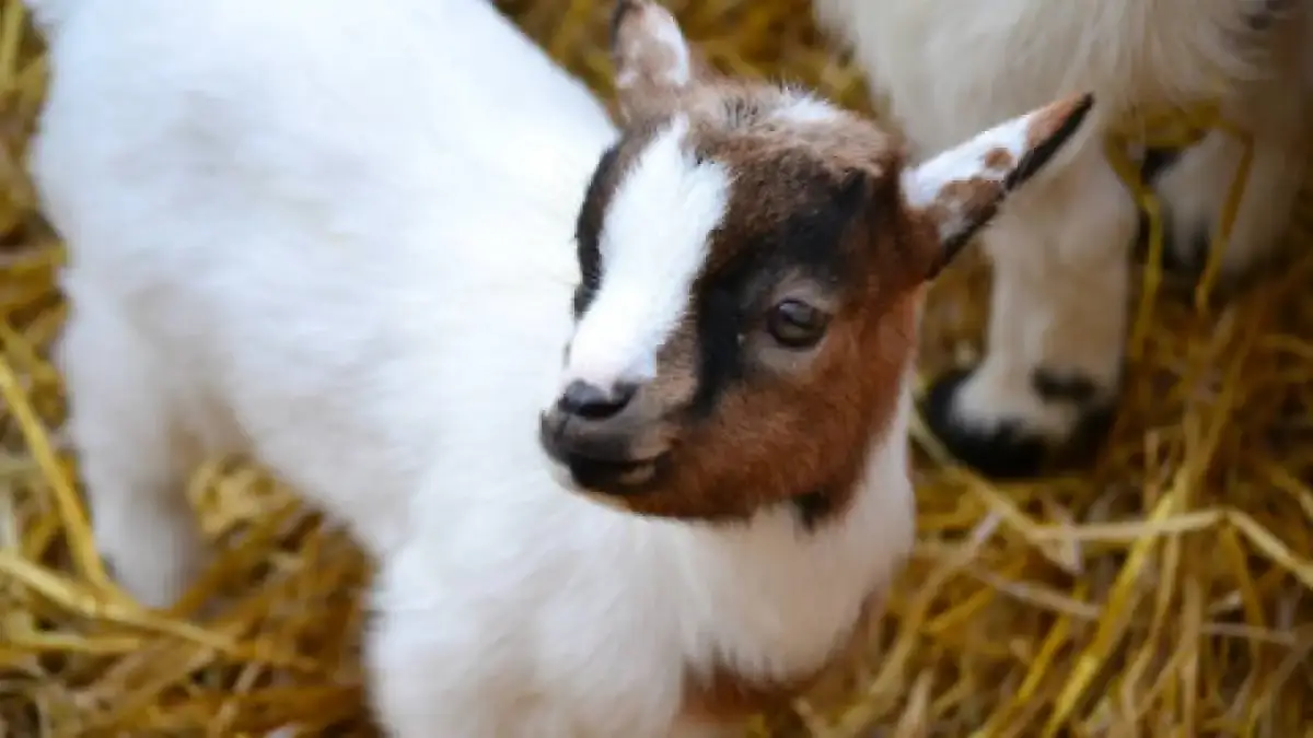 Czy można hodować kozy bez kolczyków? Etyka, zdrowie i wyzwania
