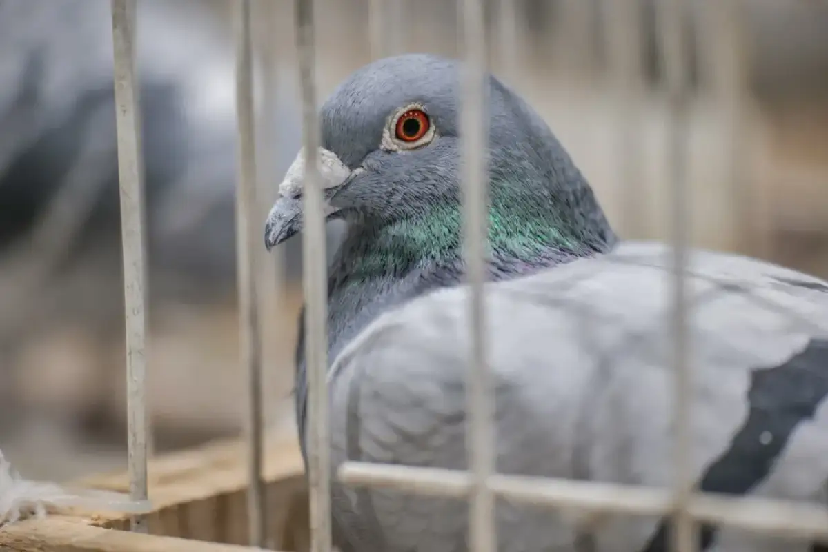 Gołąb w klatce, widoczny z profilu, z pomarańczowym okiem i zielonymi piórami na szyi.