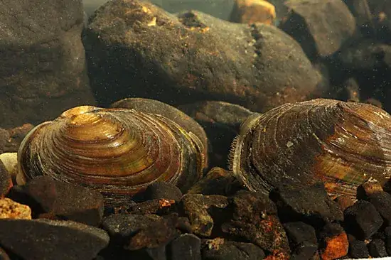 Jak rozmnażają się małże? Niezwykłe strategie i rola ryb