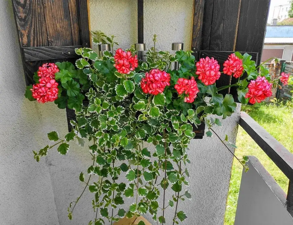 Jak kwitnie komarzyca: kluczowe warunki do obfitego kwitnienia