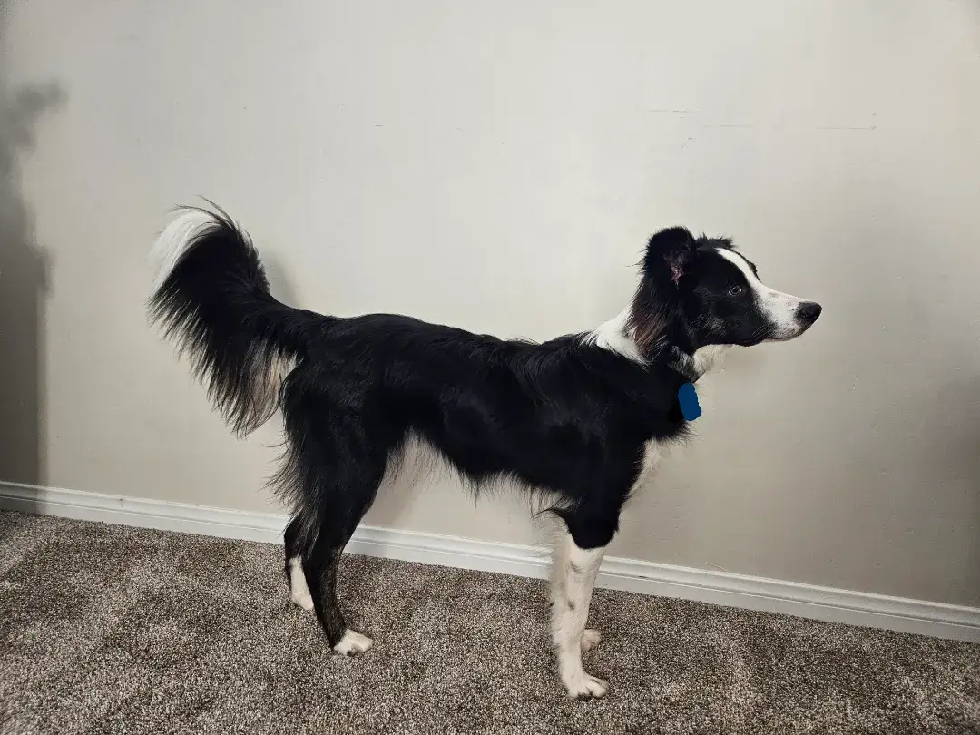 Jak wytresować border collie, aby uniknąć frustracji i problemów