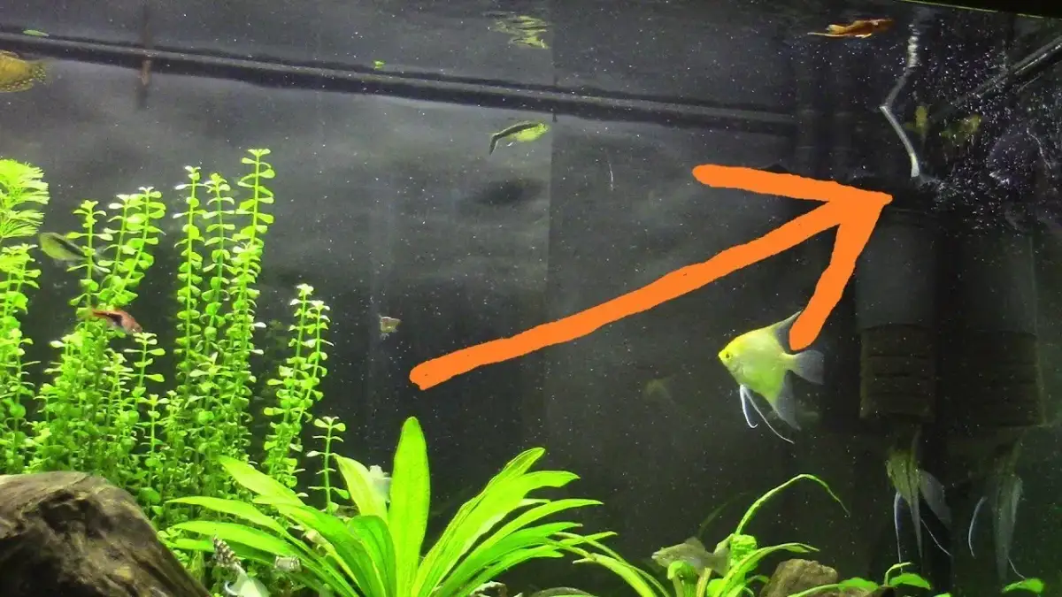 Czy napowietrzacz do akwarium jest naprawdę potrzebny? Sprawdź to!