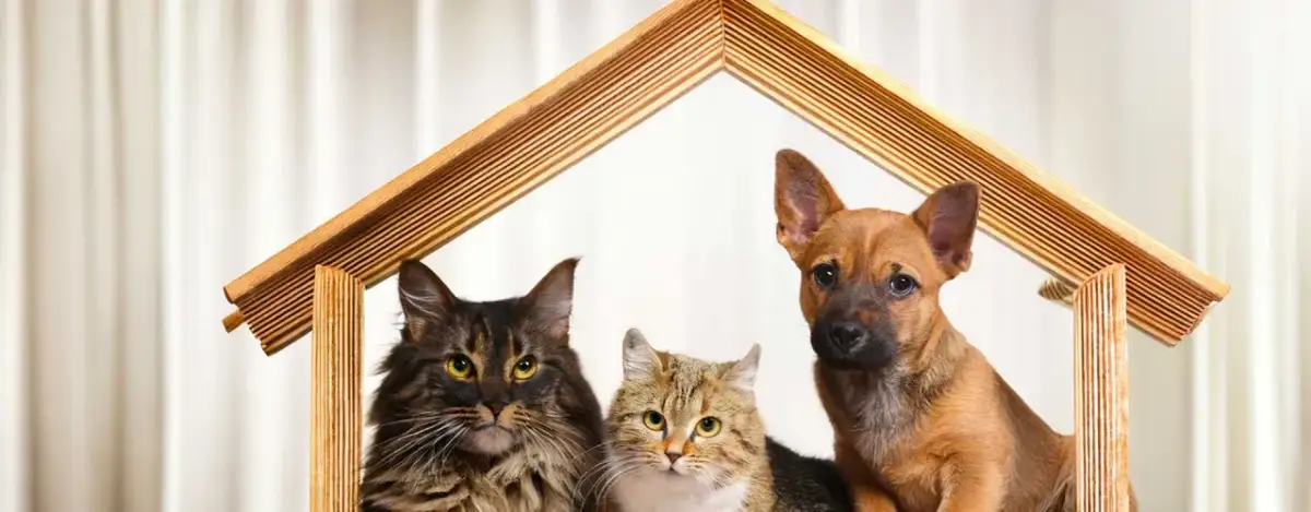 Legowisko dla psa: jak wybrać idealne? Poradnik Nataszy Kołodziej