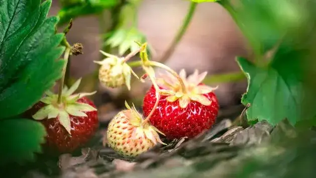 Ile można zarobić na zbiorach za granicą? Sprawdź realne stawki