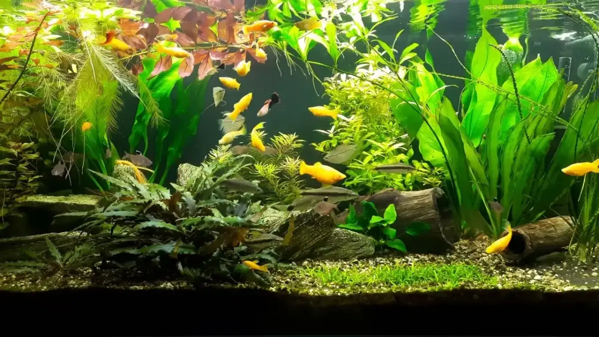 Jak zrobić napowietrzacz do akwarium, aby zaoszczędzić na kosztach