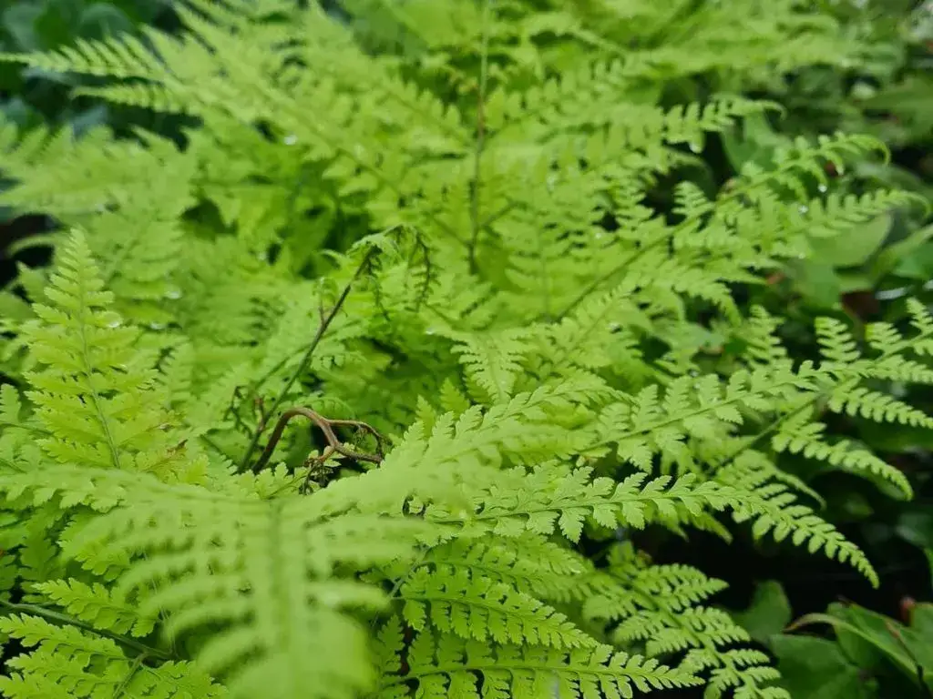 Jak nawozić paprocie ogrodowe, aby zapewnić im zdrowy wzrost?