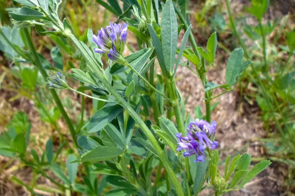 Kiedy siać lucernę, aby uniknąć późnych przymrozków i zapewnić plony