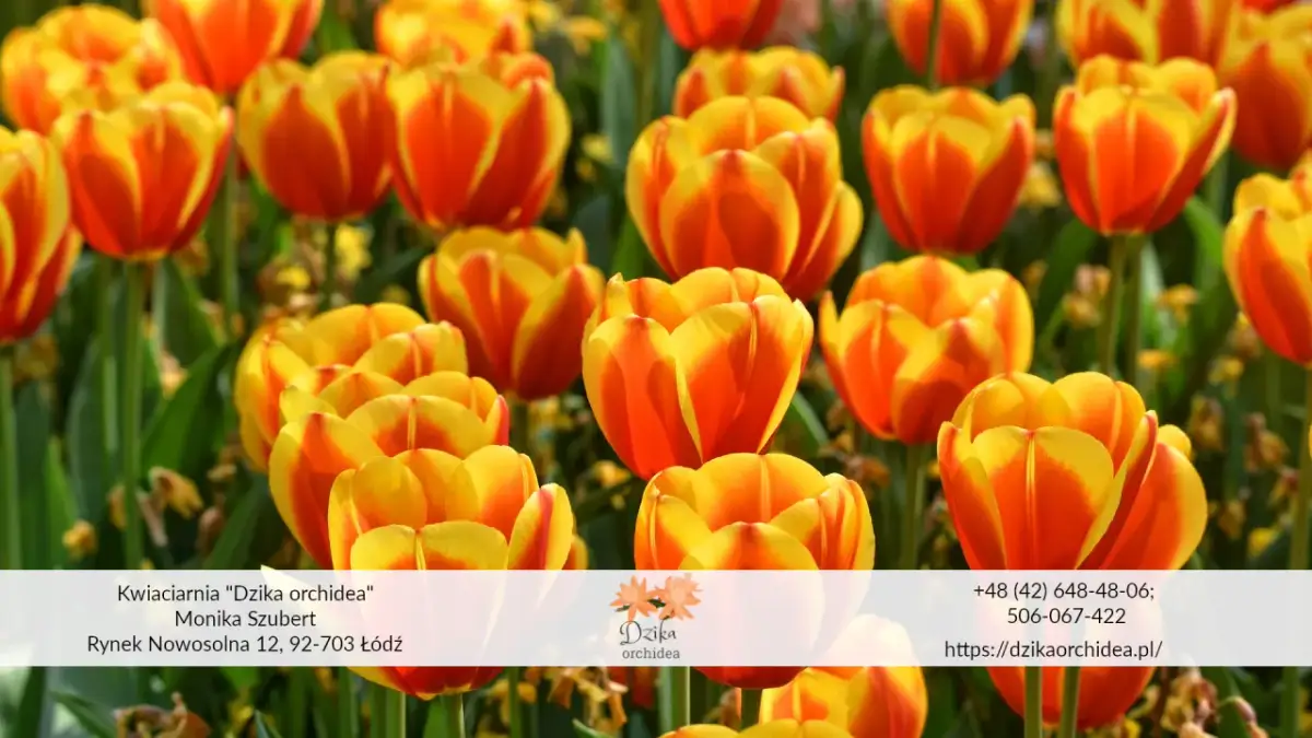 Kiedy sadzić tulipany? Jesień to klucz do wiosennego kwitnienia