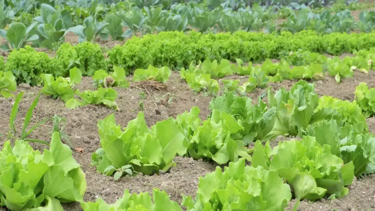 Rzędy zielonej sałaty i innych warzyw liściastych na grządkach.