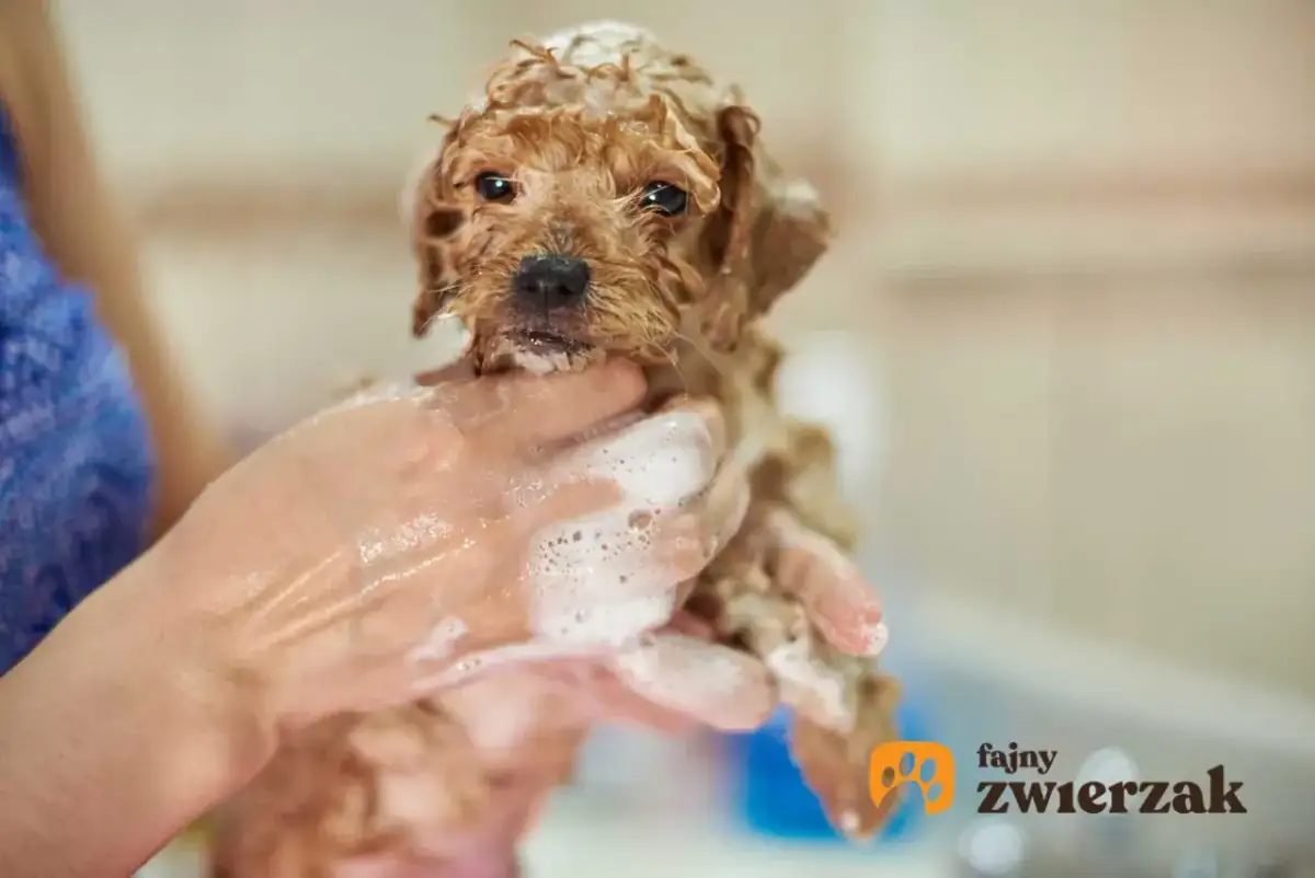 Jak kąpać szczeniaka? Wiek, technika, bezpieczeństwo Kamil Górski radzi