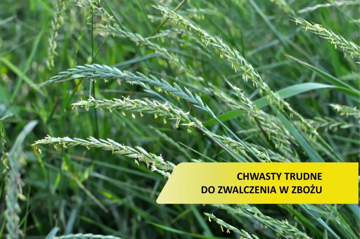 Chwasty niezniszczalne? Skuteczne sposoby na trudne gatunki