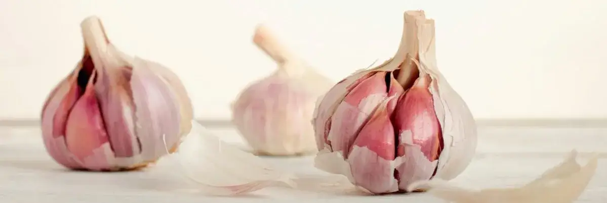 Czosnek a pies: dlaczego nie powinieneś go podawać swojemu psu