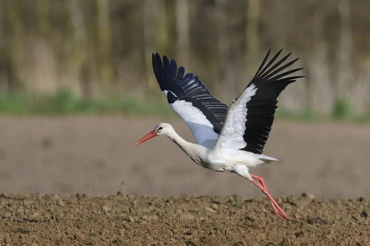 Czy ptaki są stałocieplne? Odkryj sekrety ich termoregulacji