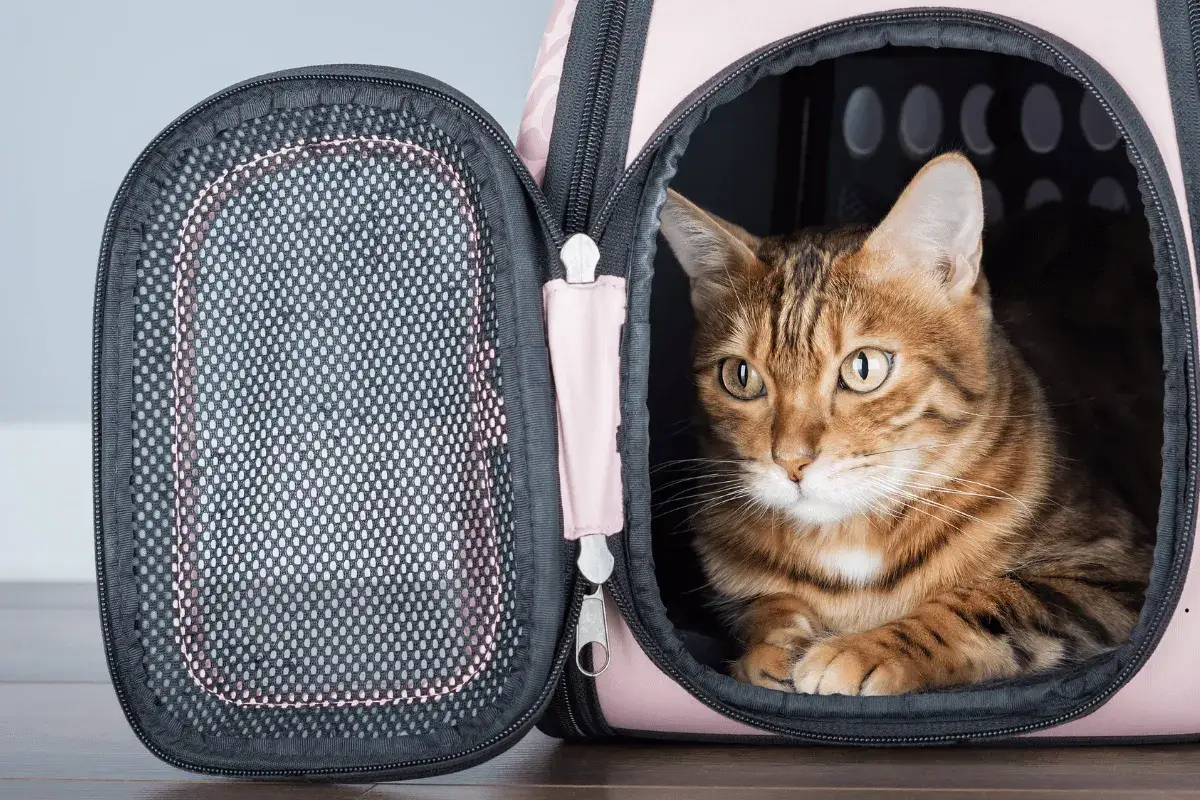 Transporter dla kota do samolotu: przewodnik i wymogi linii