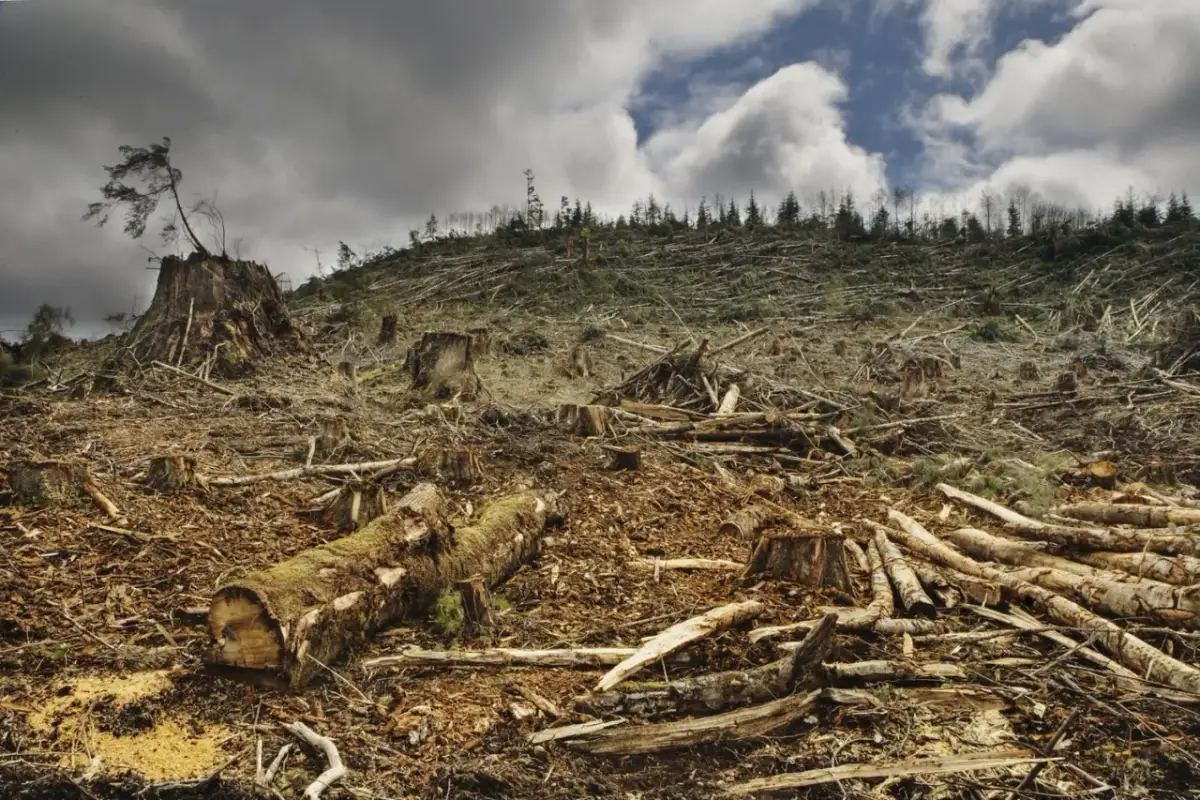 Gdzie zgłosić nielegalną wycinkę drzew? Sprawdź krok po kroku!
