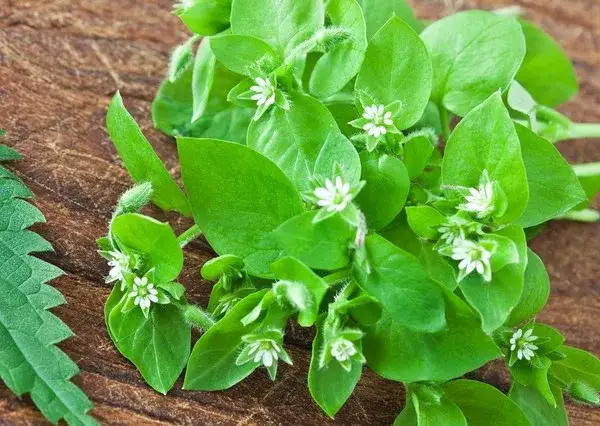 Mokrzyca: Jak Skutecznie Zwalczyć Ten Chwast? Poradnik