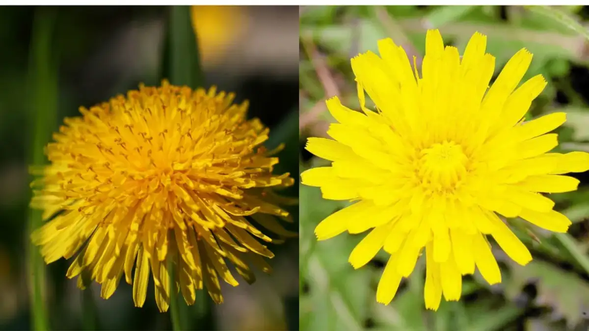 Dwa zbliżenia na żółte kwiaty: po lewej mniszek lekarski, po prawej mlecz.