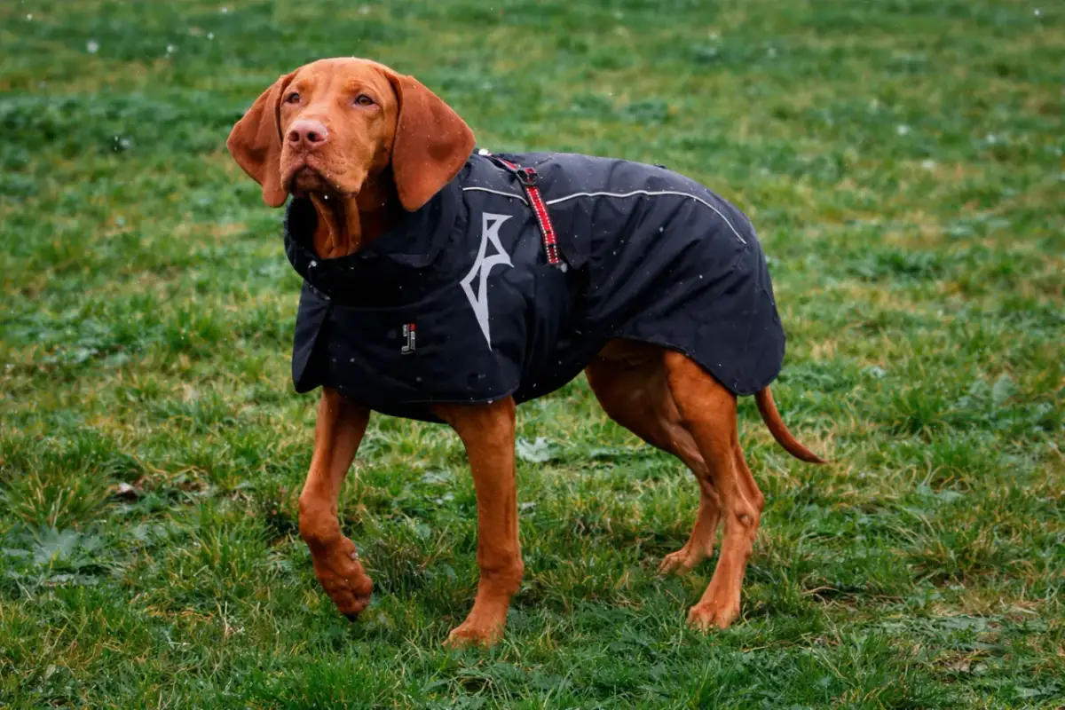 Brązowy pies w czarnym płaszczu przeciwdeszczowym, idealny przykład jak zrobić płaszcz przeciwdeszczowy dla psa.