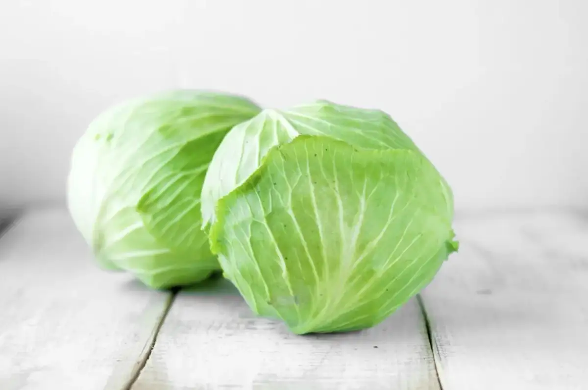 Dwie świeże, zielone główki kapusty na białym, drewnianym tle. Czy surowa kapusta jest zdrowa? Tak, jest pełna witamin!