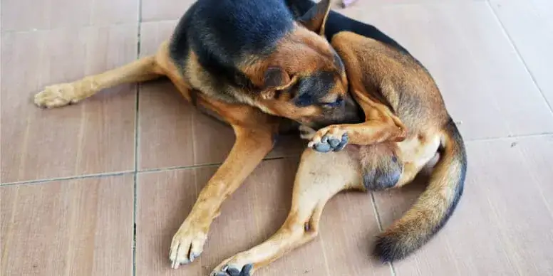 Dlaczego pies wygryza sobie sierść? Odkryj przyczyny i rozwiązania