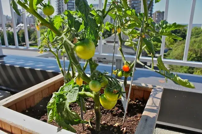 Jak uprawiać pomidory na balkonie: proste sposoby na sukces