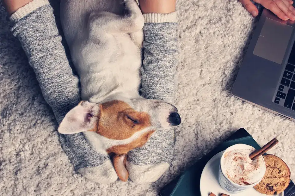 Jakie imię dla psa? Odkryj oryginalne propozycje i porady