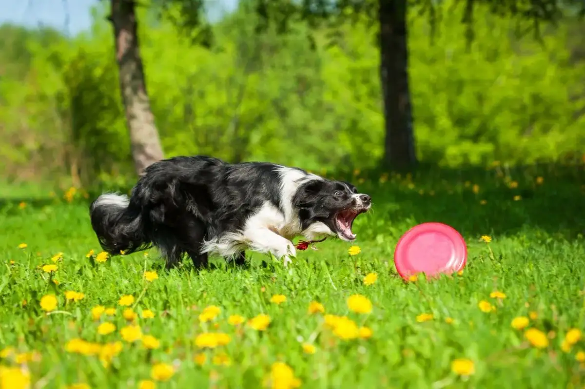 Energiczny border collie goni frisbee na łące pełnej mniszków. Właściwe szkolenie to klucz, jak wytresować border collie do takich zabaw.