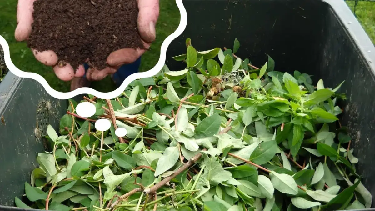 Jak długo robi się kompost? Odkryj sekrety szybkiego kompostowania