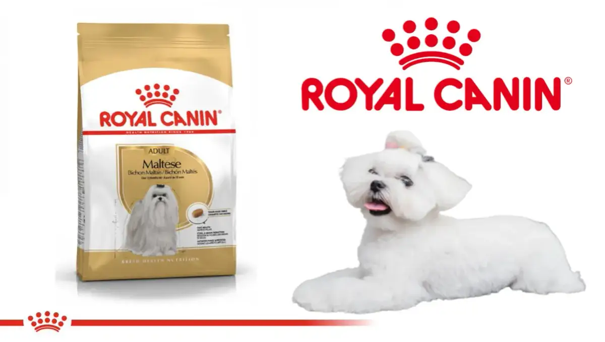 Royal Canin: Czy warto? Obiektywna analiza składu i alternatyw