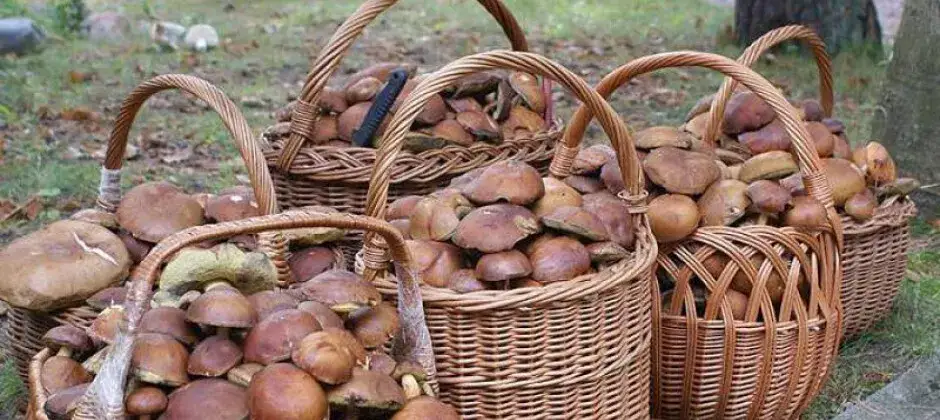 Grzybobranie z noclegiem: Gdzie jechać po pełny kosz grzybów?