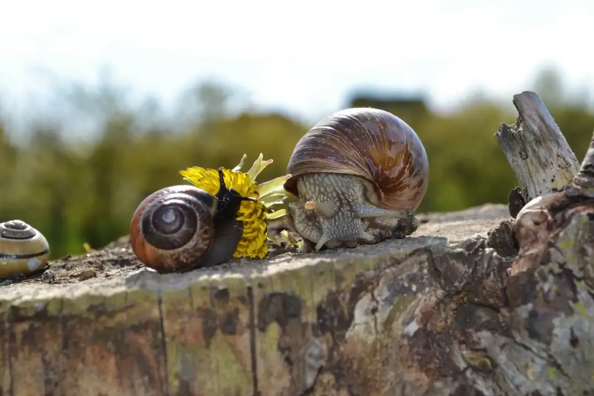 Ile ślimaków na kilogram? Zaskakujące liczby i ich zastosowanie