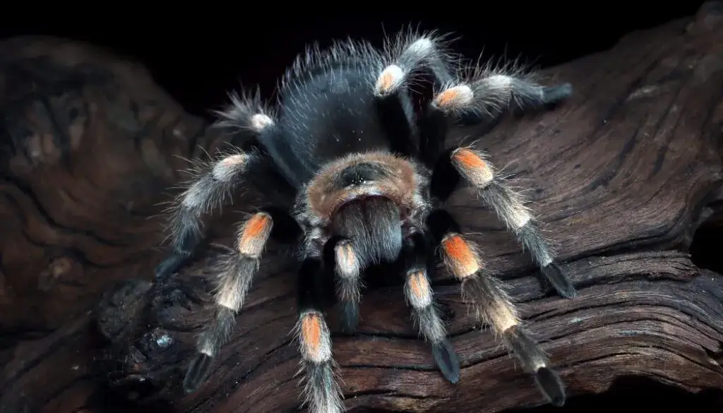 Jak pająki się rozmnażają? Ryzyko, taniec i kanibalizm
